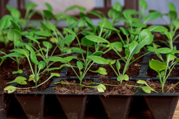 Cabbage seedlings