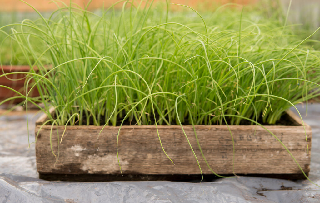 Leeks seedlings