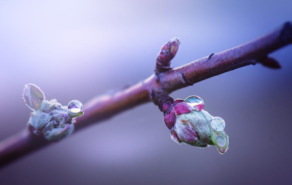Opening spring buds of apple tree