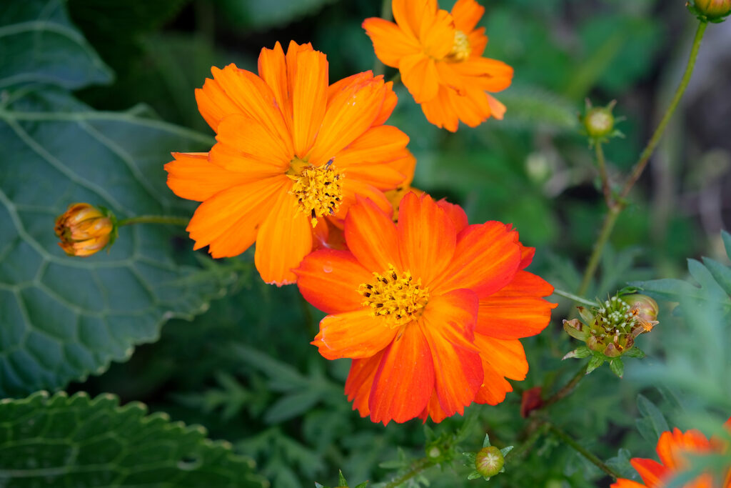 Cosmos sulphureus